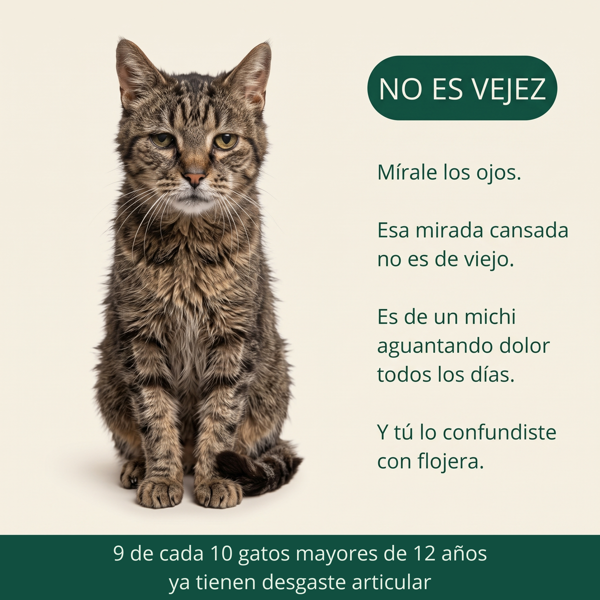 No es vejez. 9 de cada 10 gatos mayores de 12 años ya tienen desgaste articular.