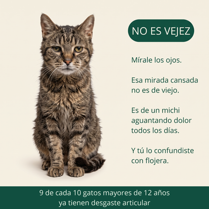No es vejez. 9 de cada 10 gatos mayores de 12 años ya tienen desgaste articular.